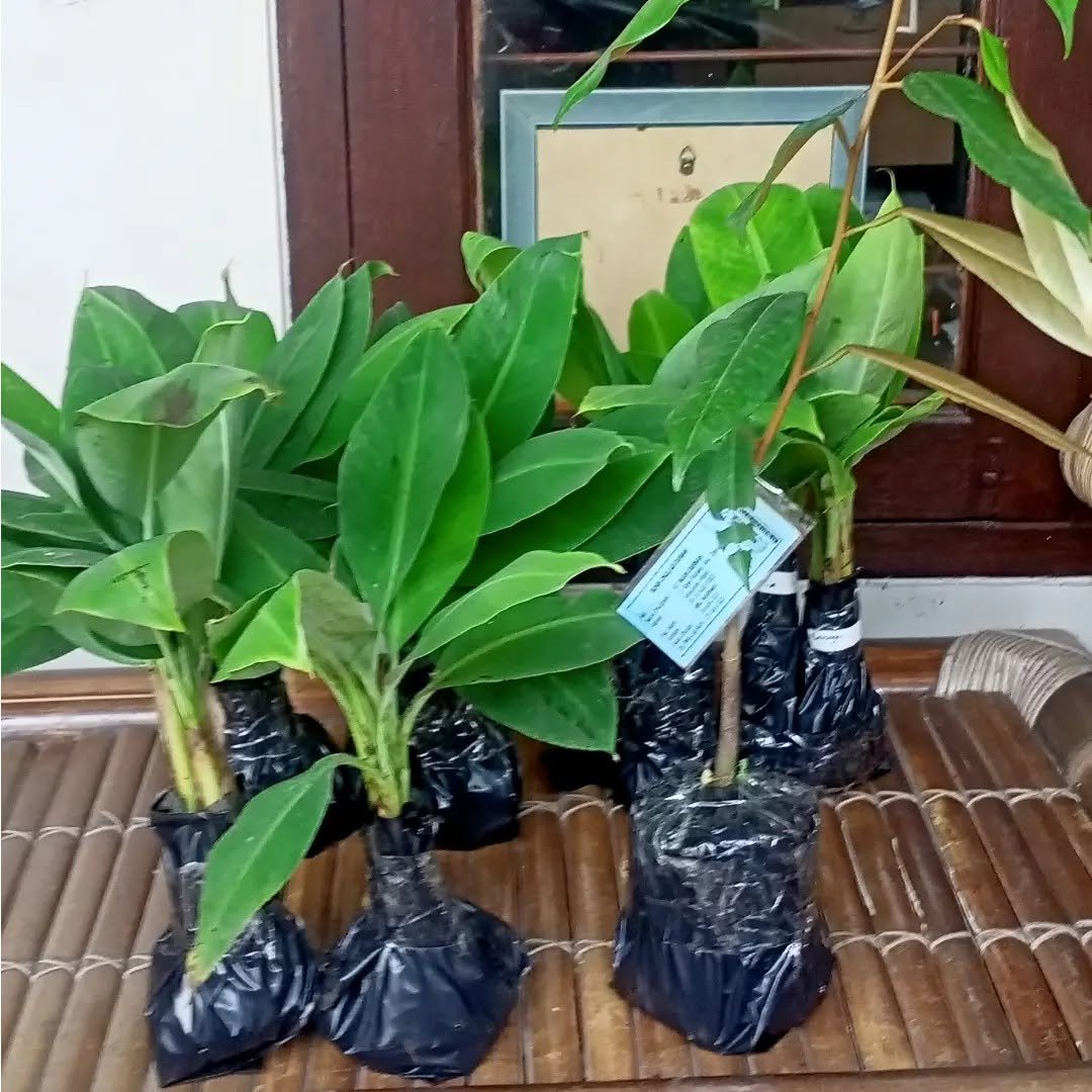 Bibit Pisang Cavendish Kultur Jaringan