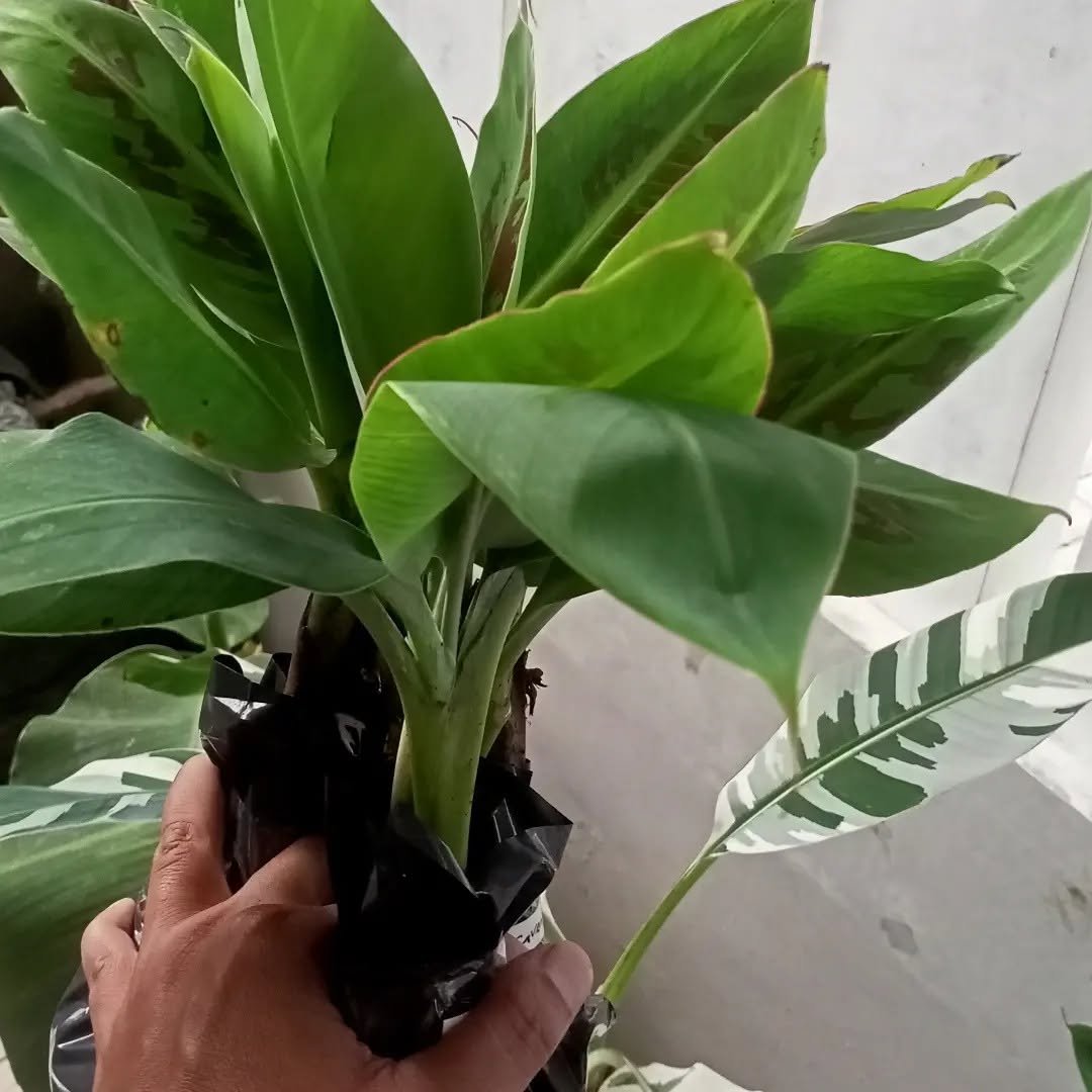 Bibit Pisang Siap Tanam